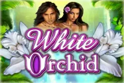 White Orchid